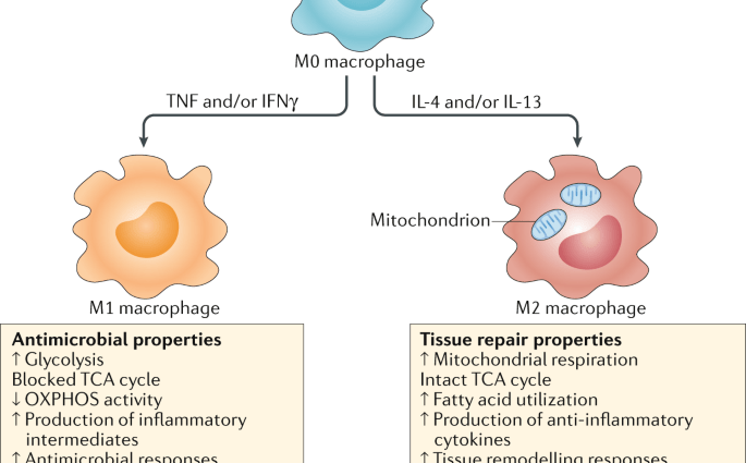 Macrophages &#8211; division, functions, role in the body. Macrophages and immunity