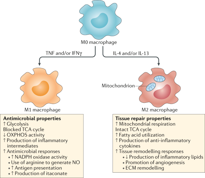 Macrophages - division, functions, role in the body. Macrophages and ...