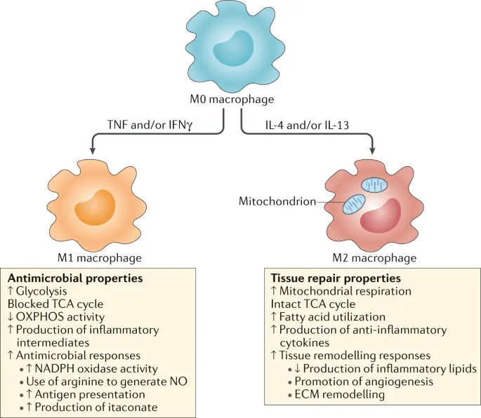 Macrophages &#8211; division, functions, role in the body. Macrophages and immunity