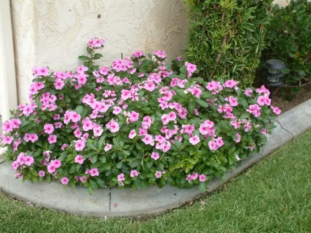 Madagascar periwinkle (pink catharanthus (Vinca)): benefits and harms, folk recipes