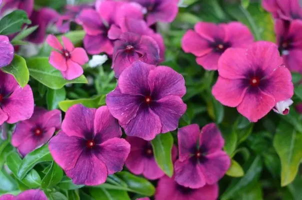 Madagascar periwinkle (pink catharanthus (Vinca)): benefits and harms, folk recipes