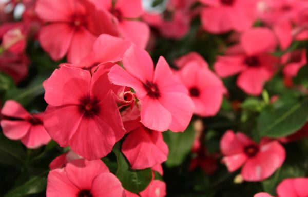 Madagascar periwinkle (pink catharanthus (Vinca)): benefits and harms, folk recipes