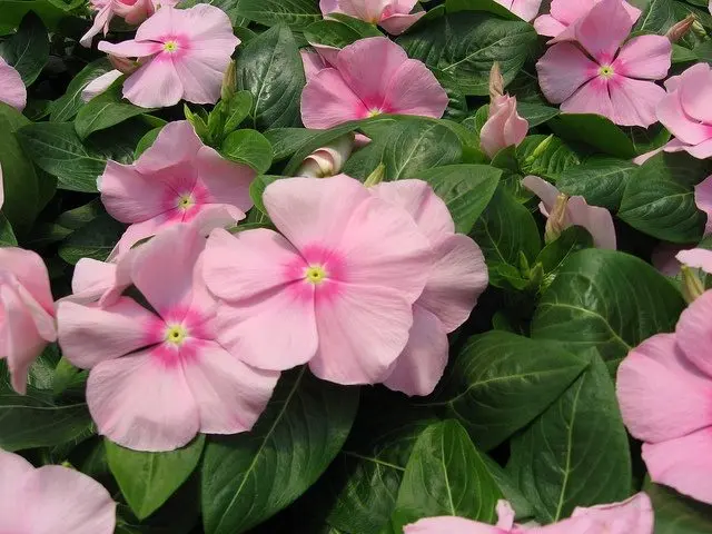 Madagascar periwinkle (pink catharanthus (Vinca)): benefits and harms, folk recipes