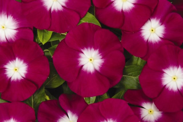 Madagascar periwinkle (pink catharanthus (Vinca)): benefits and harms, folk recipes