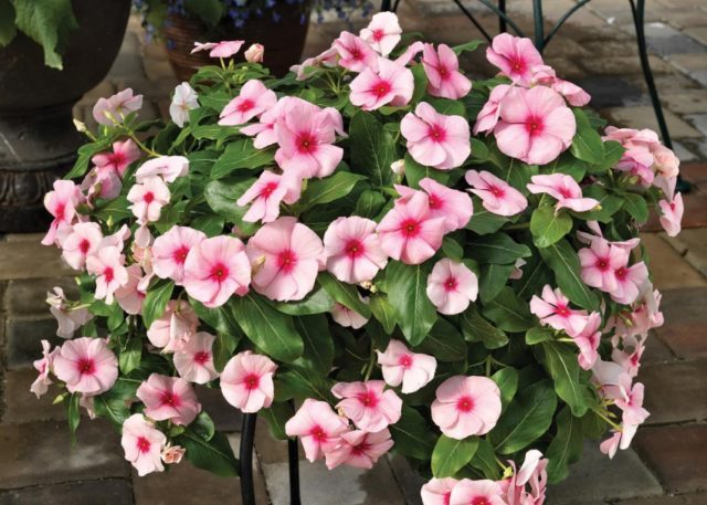 Madagascar periwinkle (pink catharanthus (Vinca)): benefits and harms, folk recipes