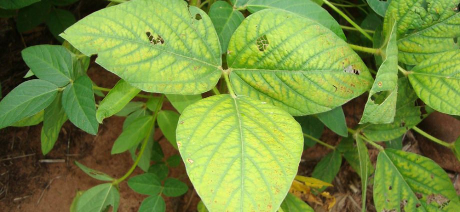 Magnesium deficiency among Poles