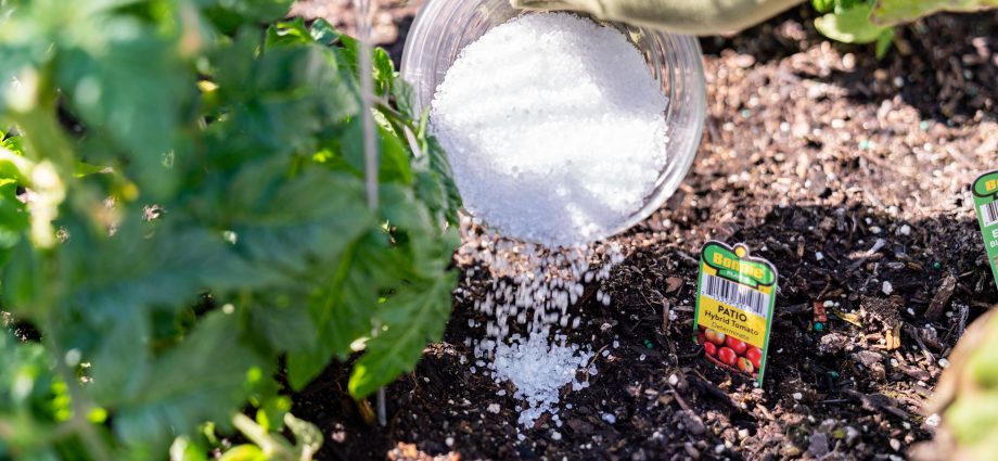 Magnesium sulfate as a fertilizer: application in the garden