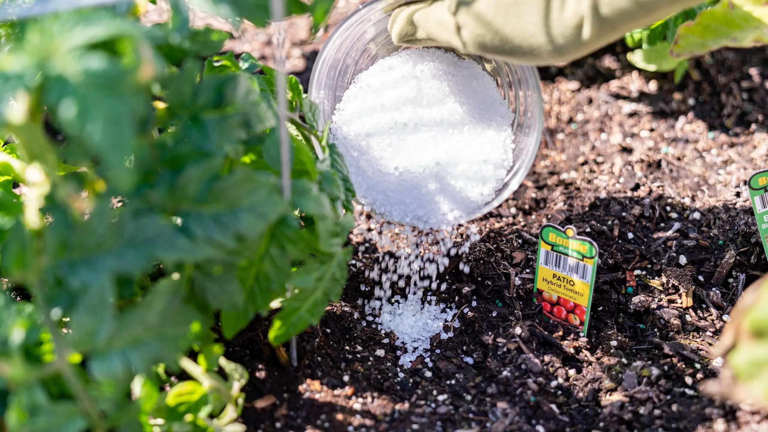 Magnesium sulfate as a fertilizer: application in the garden