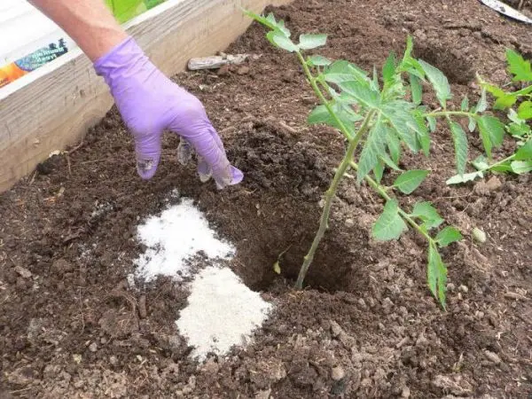 Magnesium sulfate fertilizer: application in the garden