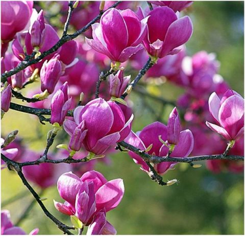 Magnolia Black Tulip (Black Tulip): frost resistance, photo, description, reviews