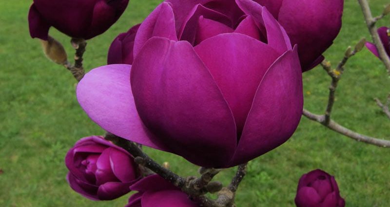 Magnolia Black Tulip (Black Tulip): frost resistance, photo, description, reviews