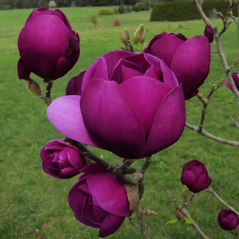 Magnolia Black Tulip (Black Tulip): frost resistance, photo, description, reviews