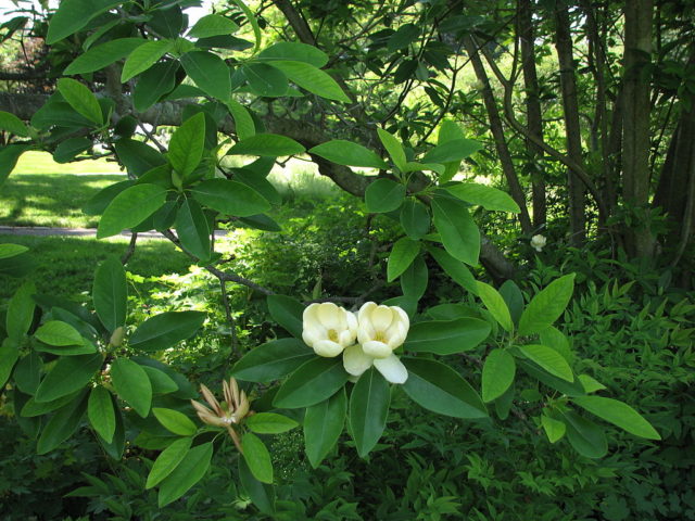 Magnolia flower: cultivation in the suburbs