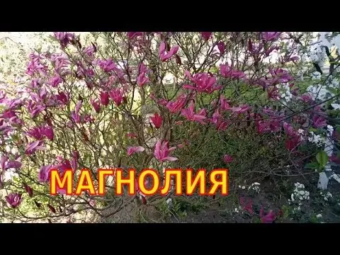 Magnolia flower: cultivation in the suburbs