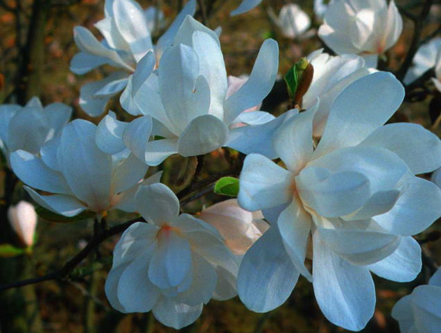 Magnolia flower: cultivation in the suburbs