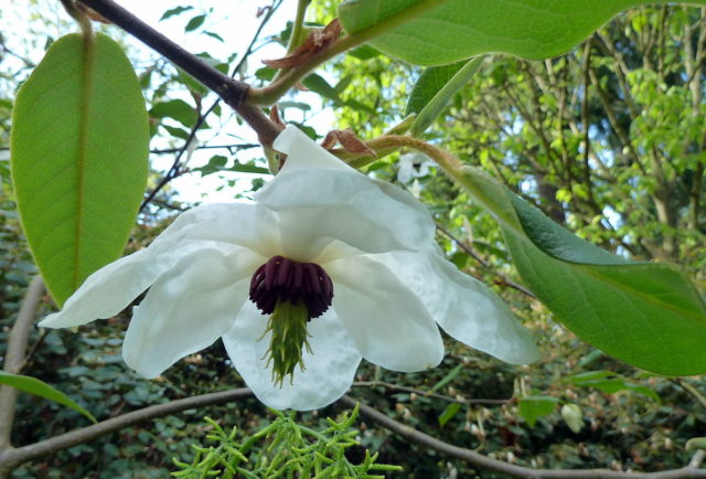 Magnolia flower: cultivation in the suburbs