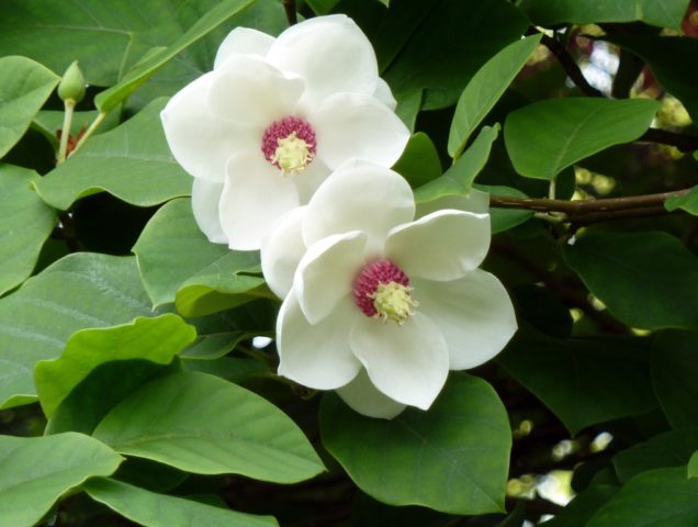 Magnolia flower: cultivation in the suburbs