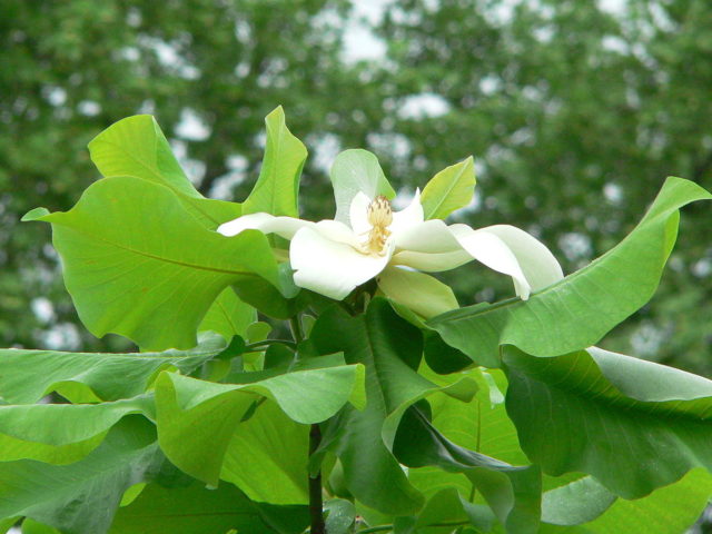 Magnolia flower: cultivation in the suburbs