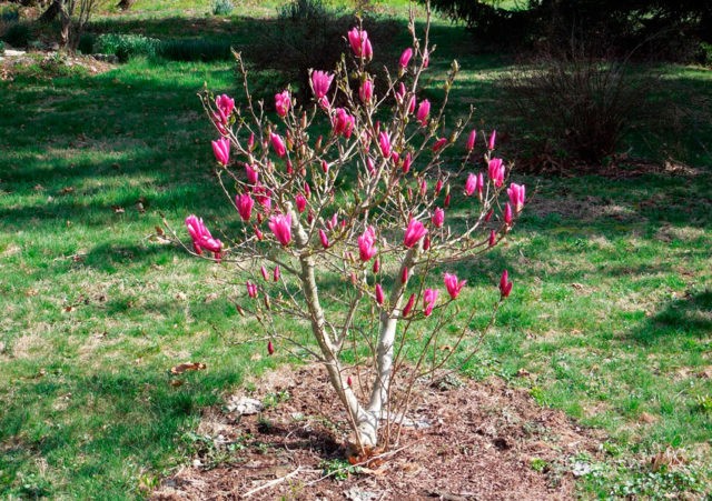 Flor de magnolia: cultiu als suburbis - Menjar saludable a prop meu