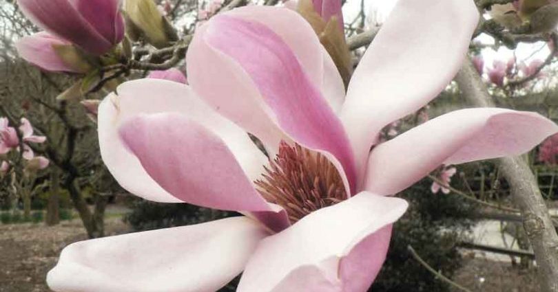 Magnolia flower: cultivation in the suburbs