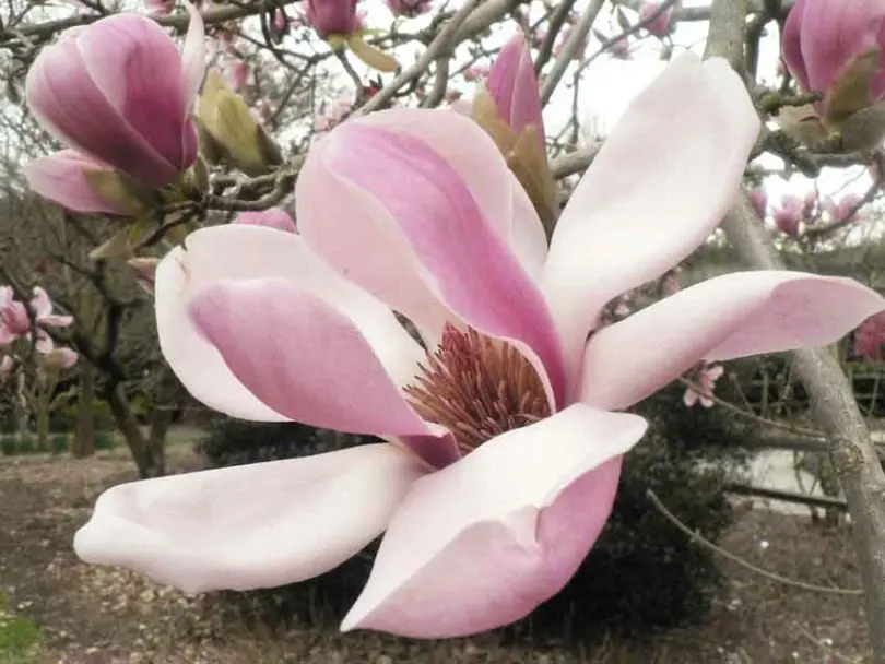 Magnolia flower: cultivation in the suburbs