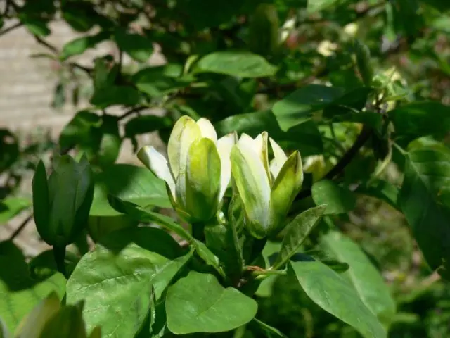 Magnolia: flower photo, description and characteristics, names, types and varieties, interesting facts