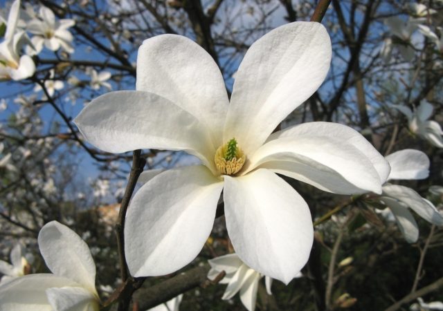 Magnolia: flower photo, description and characteristics, names, types and varieties, interesting facts