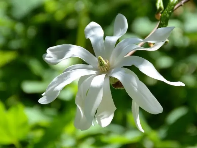 Magnolia: flower photo, description and characteristics, names, types and varieties, interesting facts