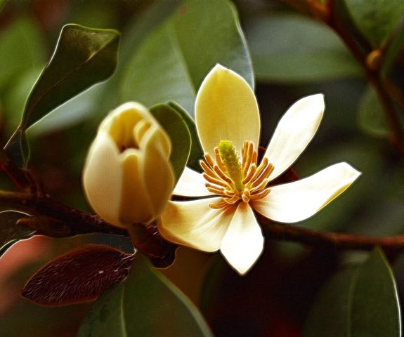 Magnolia: flower photo, description and characteristics, names, types and varieties, interesting facts