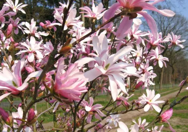 Magnolia: flower photo, description and characteristics, names, types and varieties, interesting facts