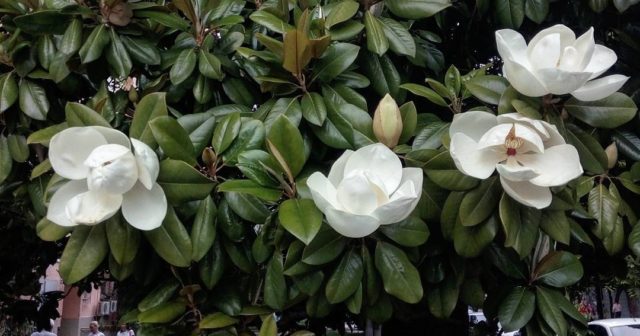 Magnolia: flower photo, description and characteristics, names, types and varieties, interesting facts