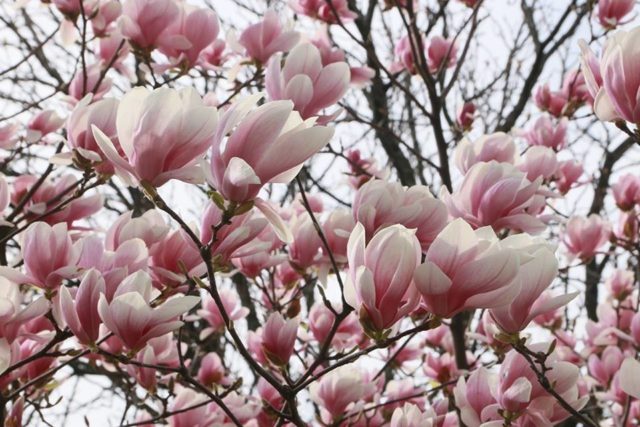 Magnolia: flower photo, description and characteristics, names, types and varieties, interesting facts