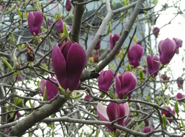 Magnolia: flower photo, description and characteristics, names, types and varieties, interesting facts