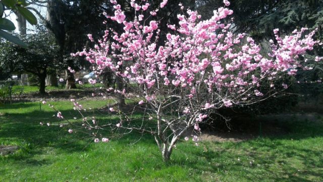 Magnolia: flower photo, description and characteristics, names, types and varieties, interesting facts