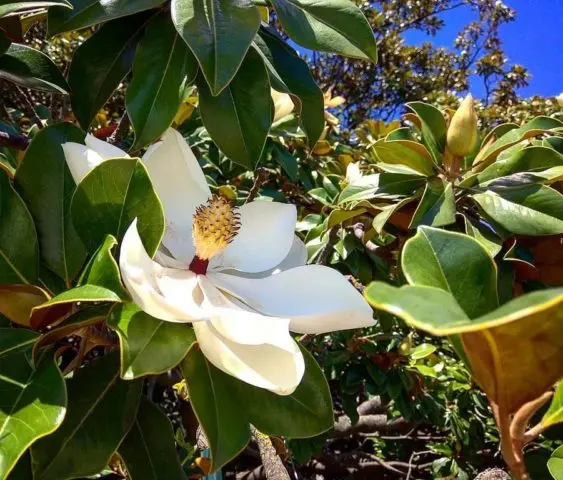 Magnolia: flower photo, description and characteristics, names, types and varieties, interesting facts