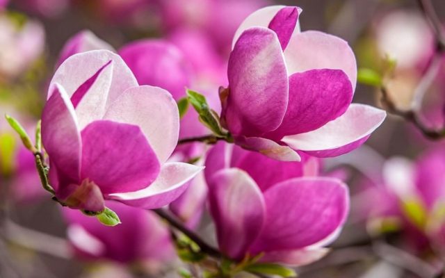 Magnolia: flower photo, description and characteristics, names, types and varieties, interesting facts