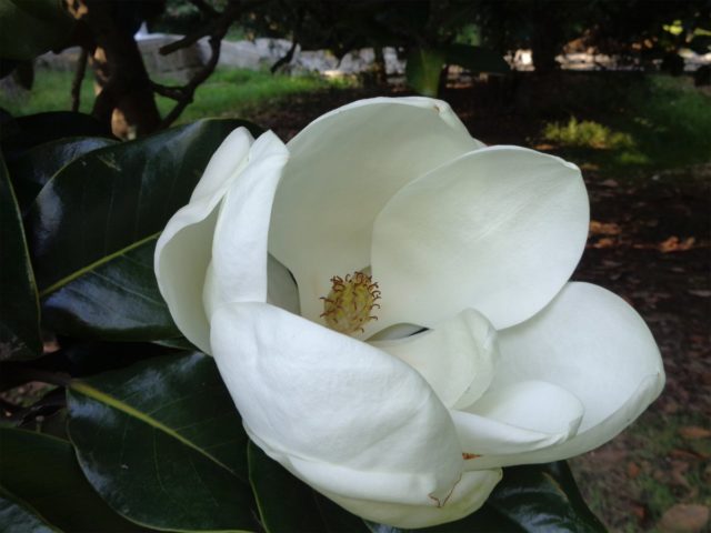 Magnolia: flower photo, description and characteristics, names, types and varieties, interesting facts