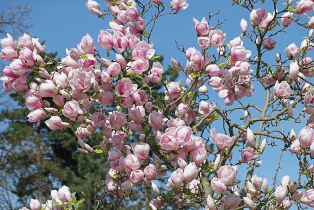 Magnolia: flower photo, description and characteristics, names, types and varieties, interesting facts