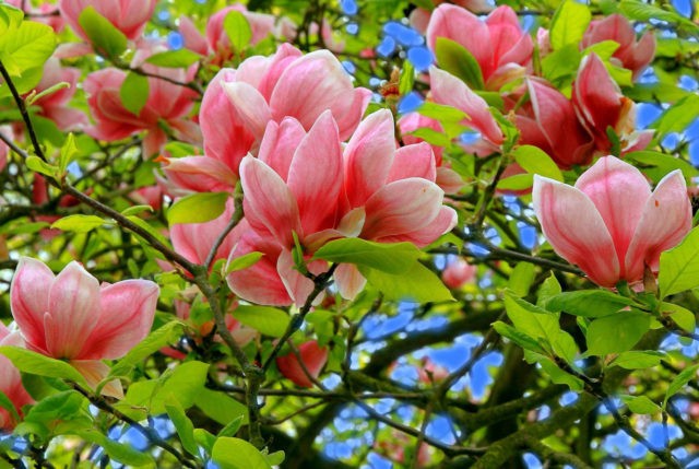 Magnolia: how to plant and care for in the Crimea, in Siberia, in the Urals, in the middle lane, photos in landscape design