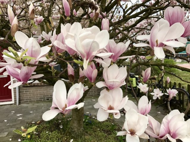 Magnolia: how to plant and care for in the Crimea, in Siberia, in the Urals, in the middle lane, photos in landscape design