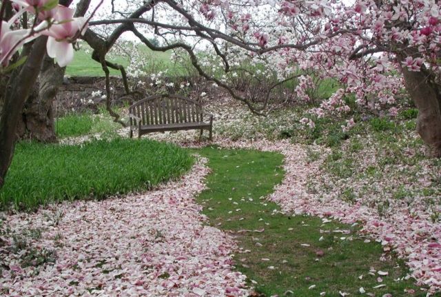 Magnolia: how to plant and care for in the Crimea, in Siberia, in the Urals, in the middle lane, photos in landscape design