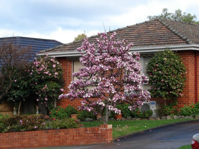 Magnolia: how to plant and care for in the Crimea, in Siberia, in the Urals, in the middle lane, photos in landscape design