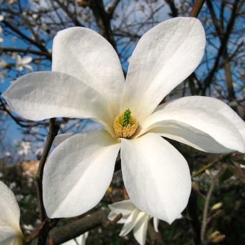 Magnolia Kobus: photo, description, winter hardiness