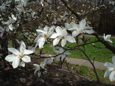 Magnolia Kobus: photo, description, winter hardiness