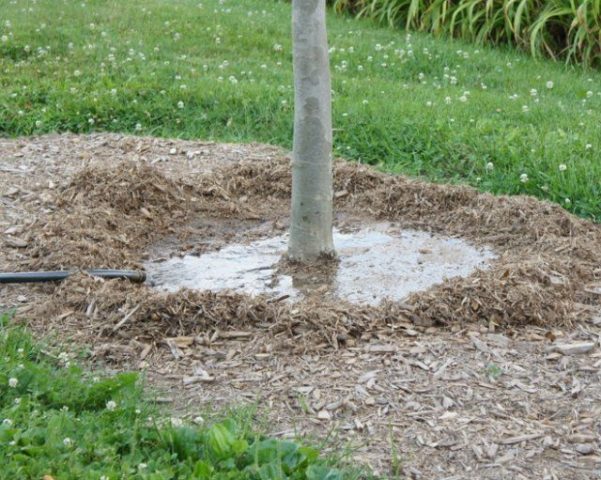 Magnolia Kobus: photo, description, winter hardiness