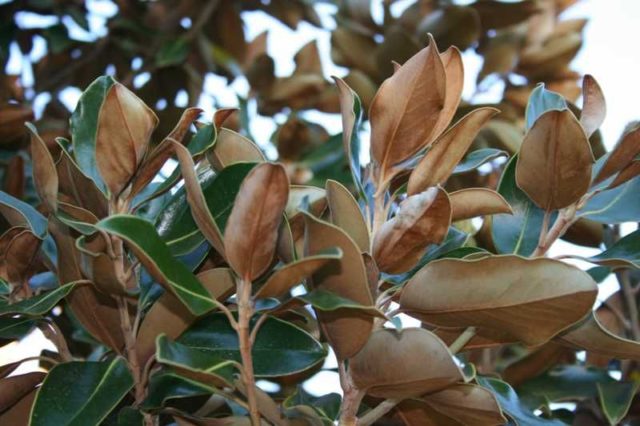 Magnolia Kobus: photo, description, winter hardiness