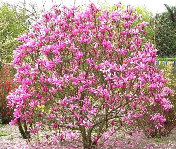 Magnolia Lily-flowered Nigra (Nigra): planting and care