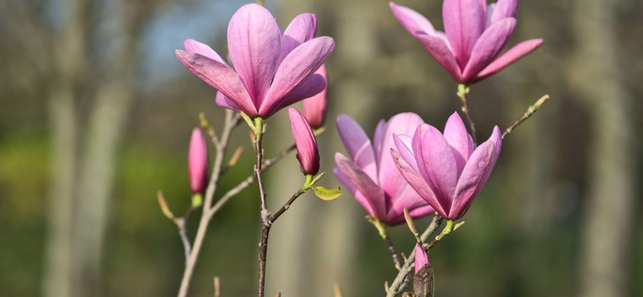 Magnolia Lily-flowered Nigra (Nigra): planting and care