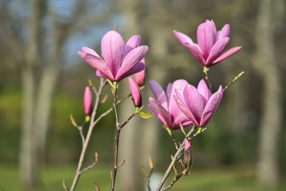 Magnolia Lily-flowered Nigra (Nigra): planting and care