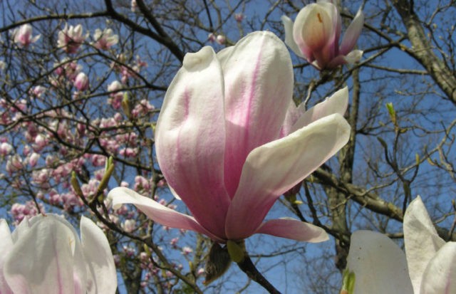 Magnolia propagation: cuttings, seeds, at home